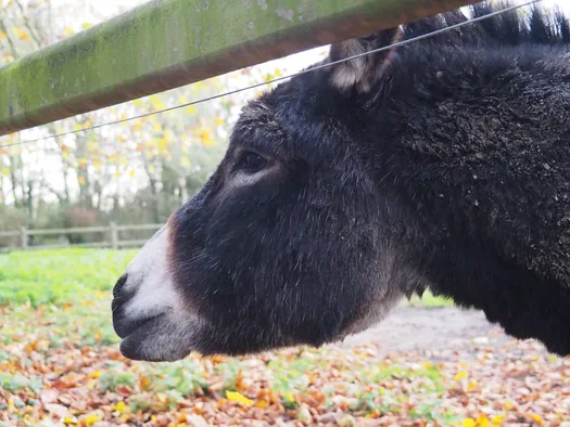 Ezels, Mullem (België)
